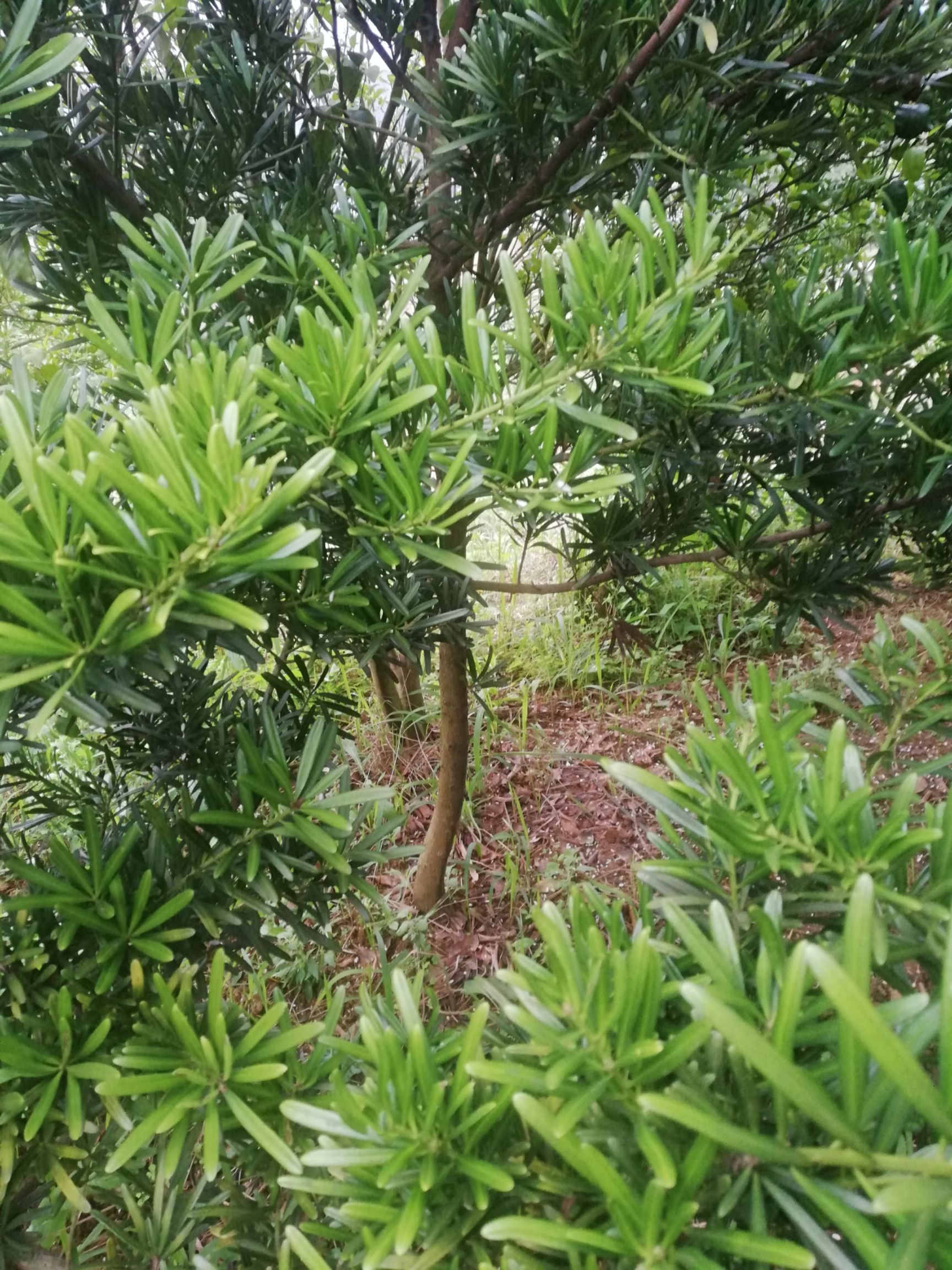 海島羅漢松 易造型