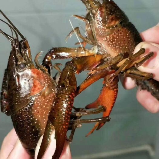南县 湖南南县小龙虾