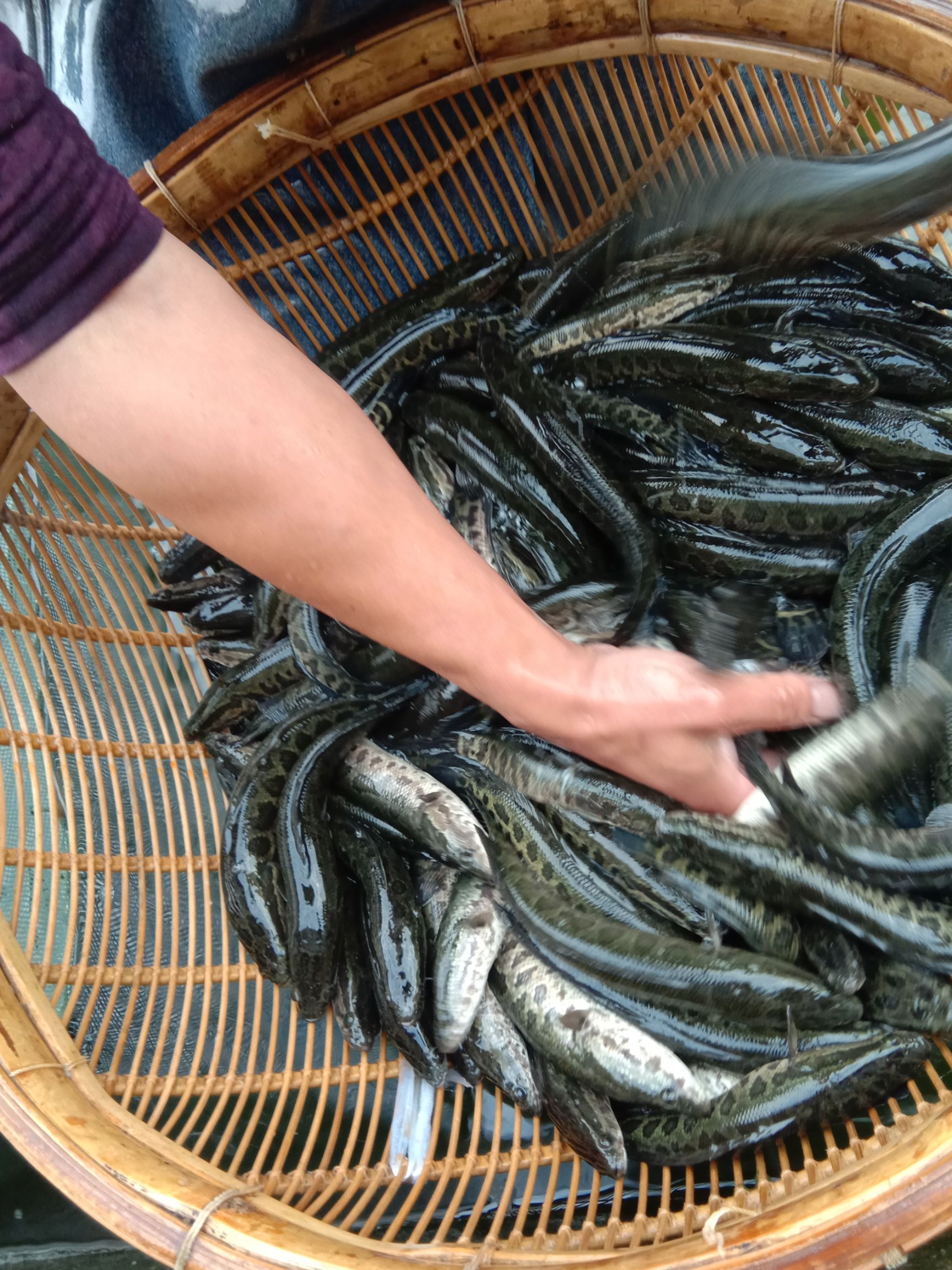 鯉魚苗   優(yōu)質(zhì)魚苗，規(guī)格齊全，保證質(zhì)量