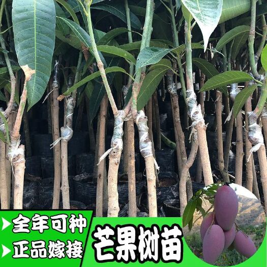 灵山县 包邮带原土带叶发货芒果苗桂七四季芒红贵妃嫁接芒果树苗地栽盆栽