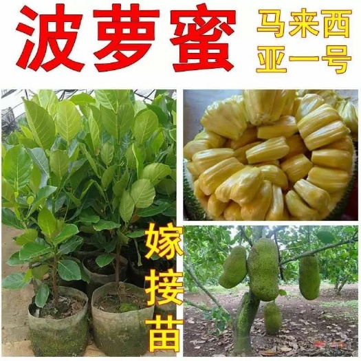 灵山县 菠萝蜜苗包邮马来西亚一号菠萝蜜树苗树菠萝香甜地栽合适南北