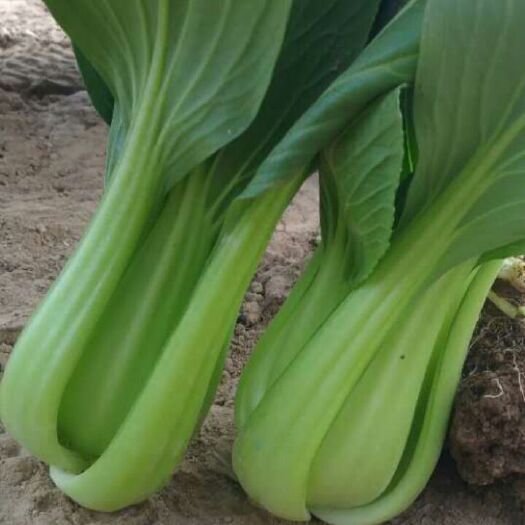 曹县北方小油菜 1~2两