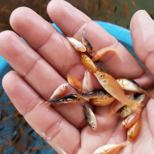 广州 锦鲤鱼苗