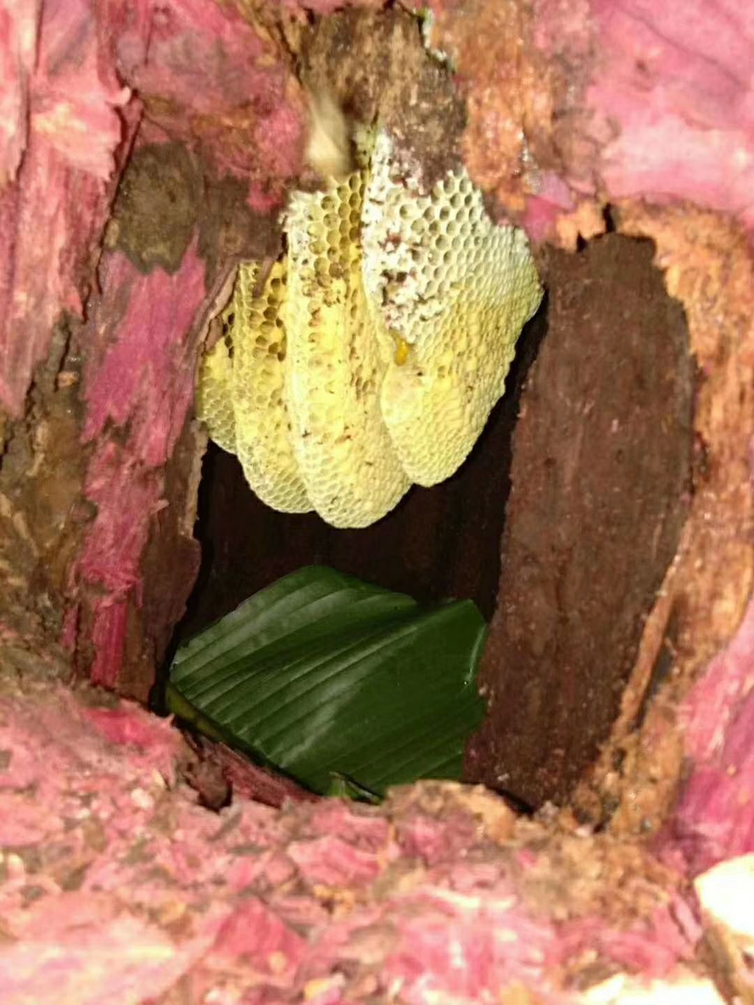 野生蜂蜜 西双版纳野生树洞蜜