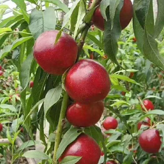 砀山县 砀山县园艺场的露天油桃上市了