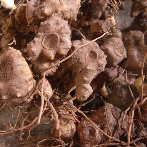 石阡县 黄精