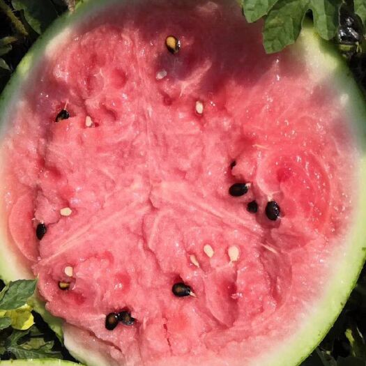 元氏县 8424西瓜，青脆皮薄，口感好，质量优。