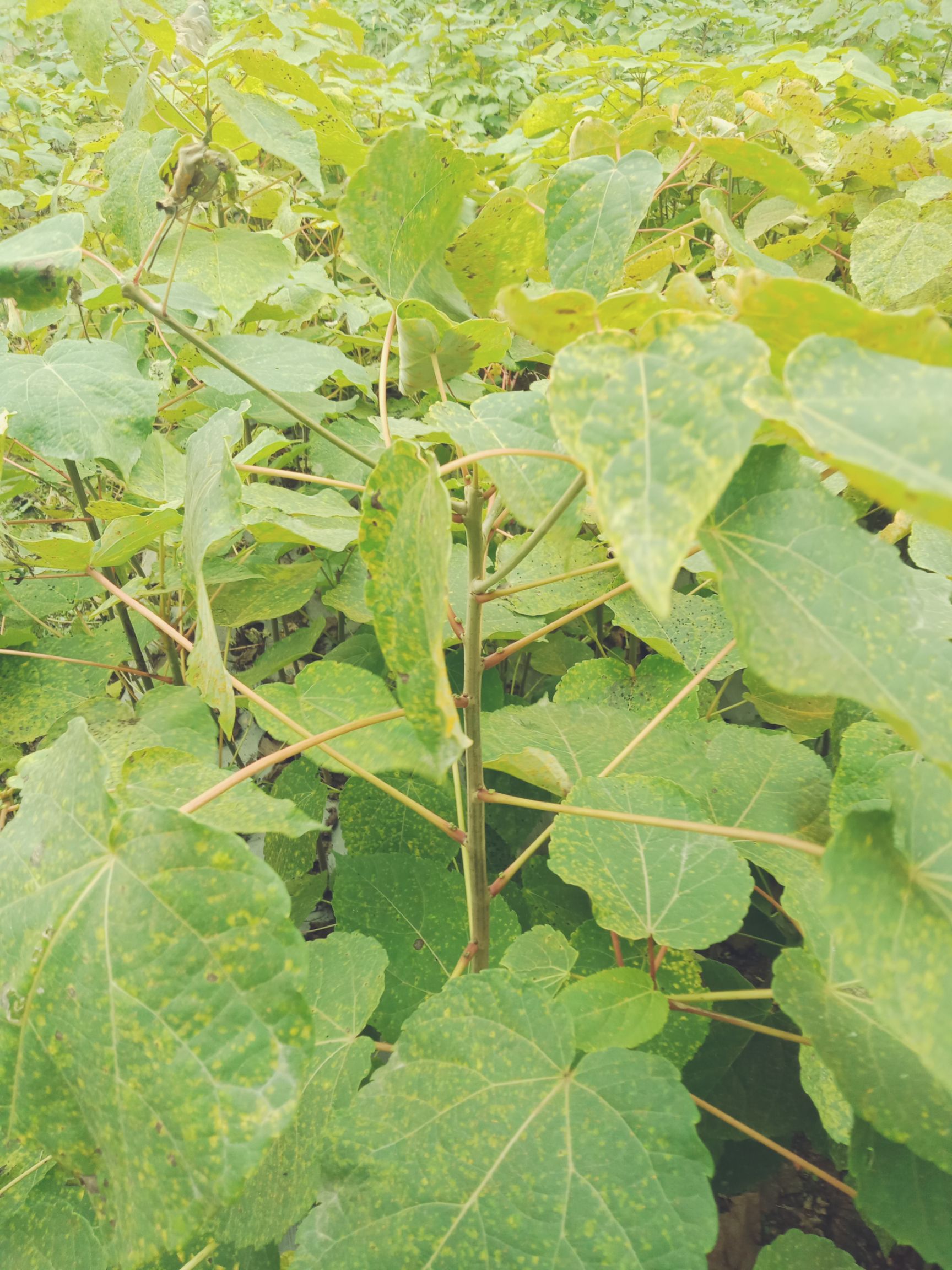 毛叶山桐子苗 出售毛叶山桐子种子和种苗，质量保证，量大从优。