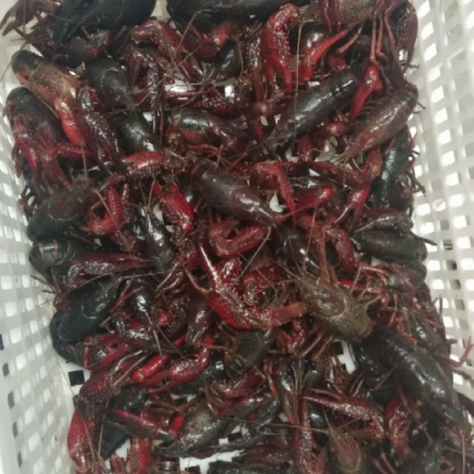 当阳市 湖北小龙虾