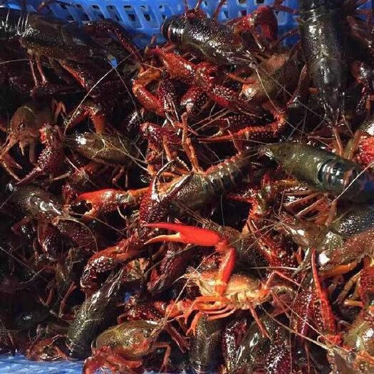 潜江市清水小龙虾 2-4钱 湖虾