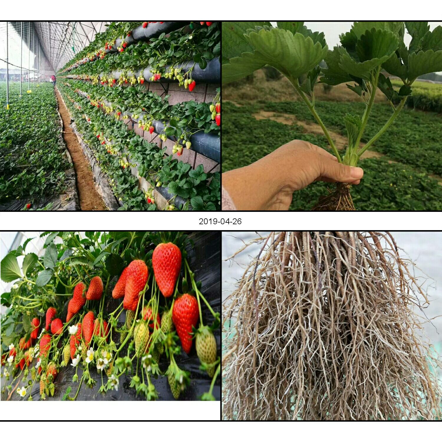  四季草莓苗，产量高，好管理，现挖现卖，全明星草莓苗，奶油草莓