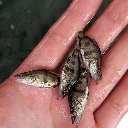 广州 桂花鱼苗