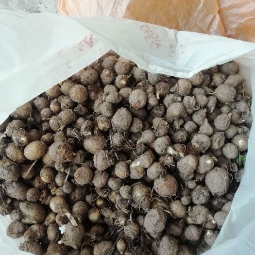 达州金钱草 