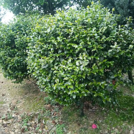 长沙县茶花球 100~140cm