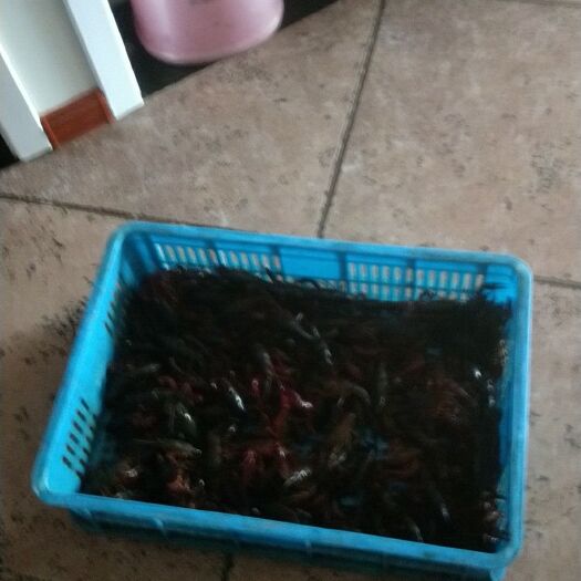 宝应县青壳小龙虾 人工养殖
