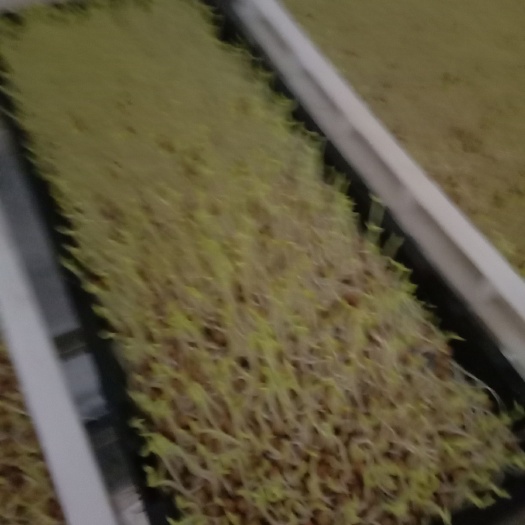 桐乡市豌豆苗 批发价6.5每斤