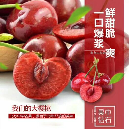 安丘市 樱桃又到了收获的季节。