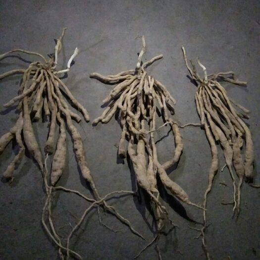 玉林 百部苗