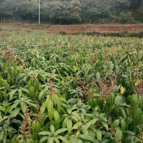灵山县 贵妃芒果苗