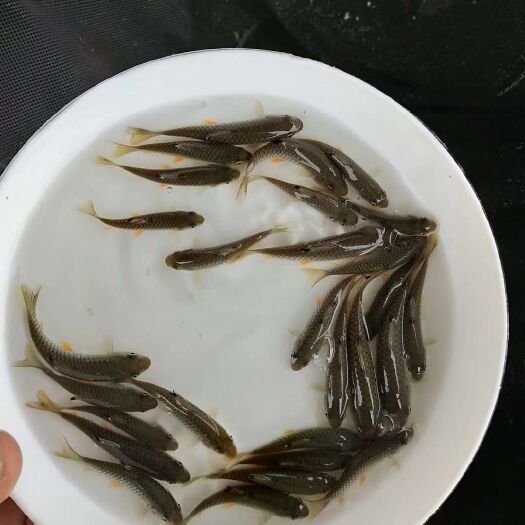 博罗县青鱼苗