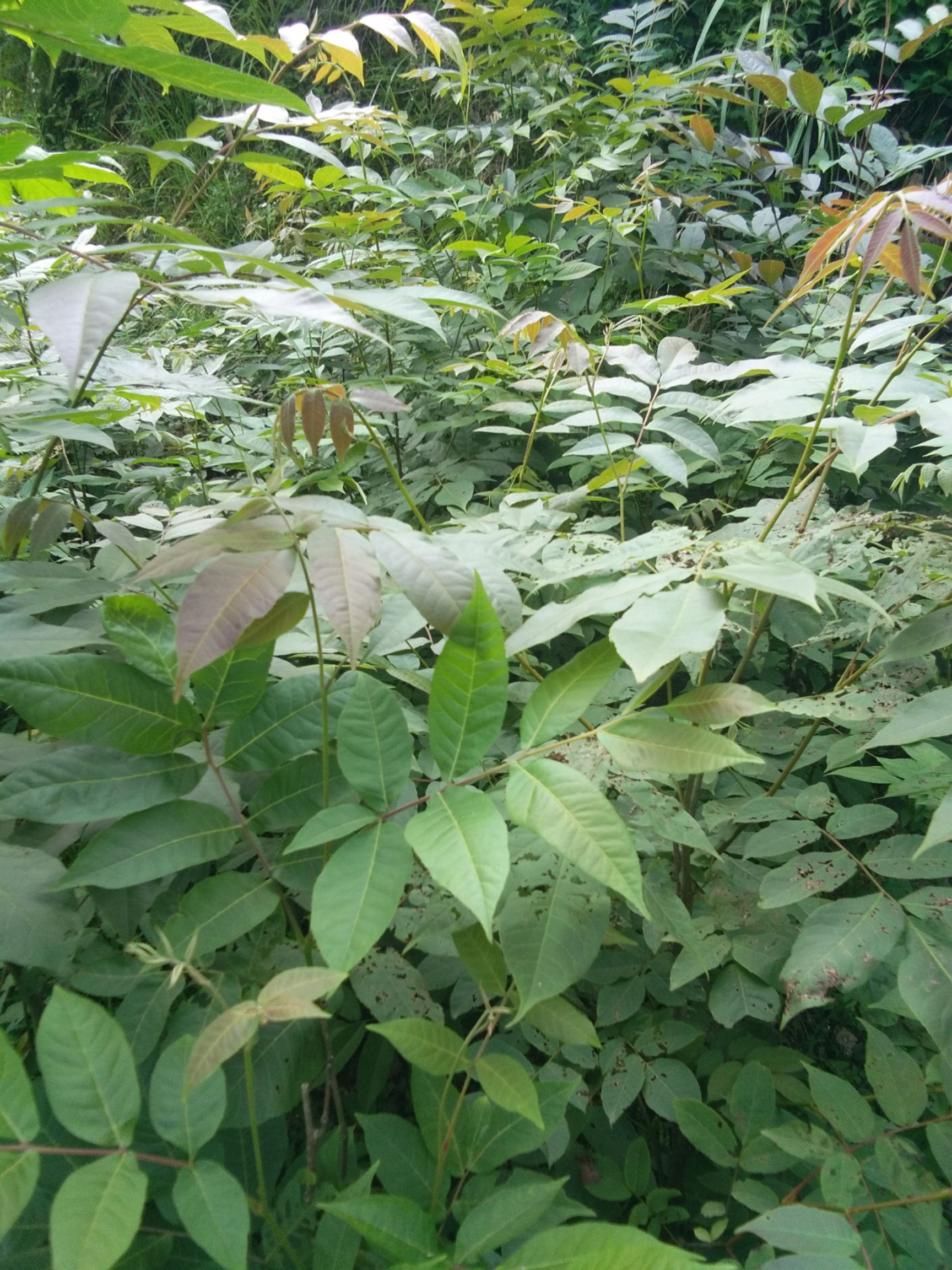 青钱柳叶 青钱柳茶