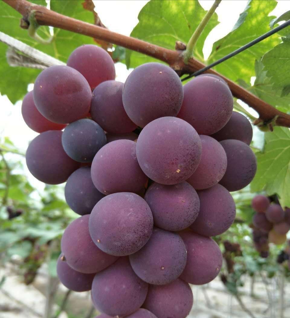  巨峰葡萄苗