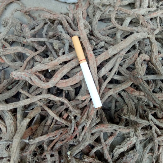 亳州 小统丹参