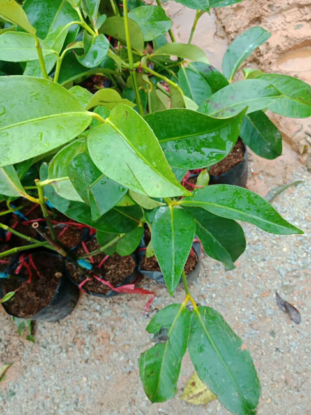 山竹树苗 泰国山竹苗嫁接苗