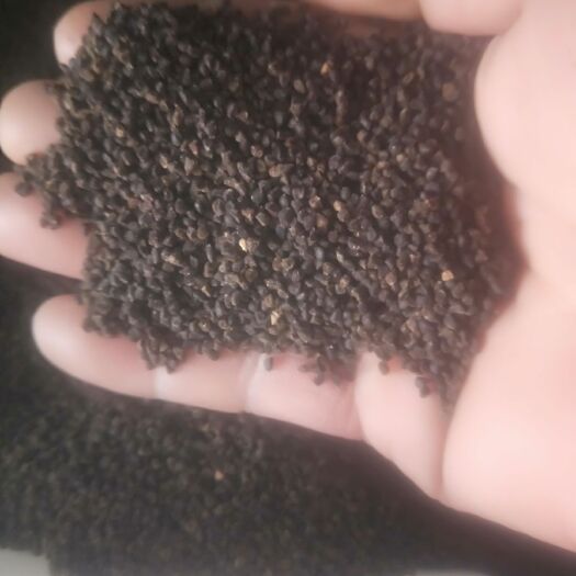 常州飞燕草种子 相信咱俩的实力！