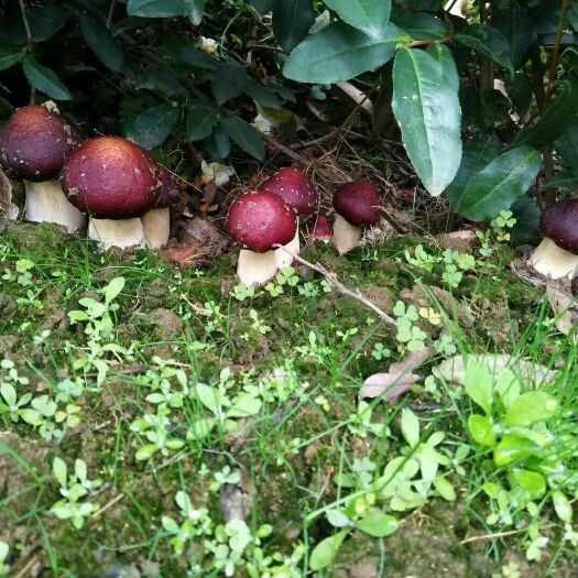 宿松县赤松茸 安徽大别山纯野味赤菇
