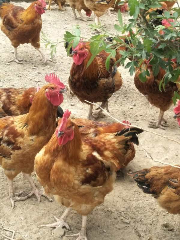 散养土鸡直供，价格实惠、肉质鲜美…