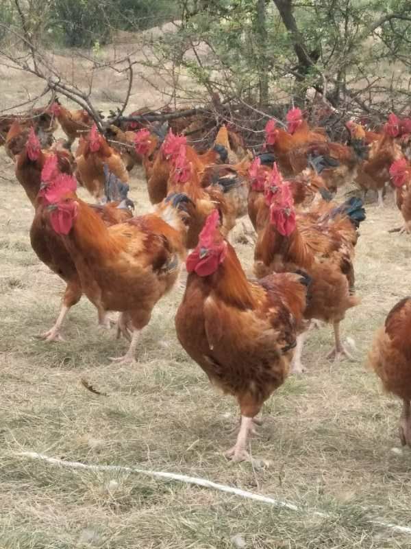  散养土鸡直供，价格实惠、肉质鲜美…