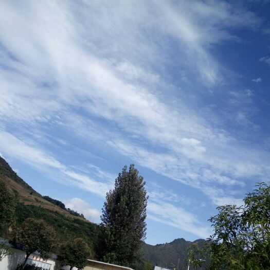 山阳县 秦岭大山深处，自家种植的好猪苓