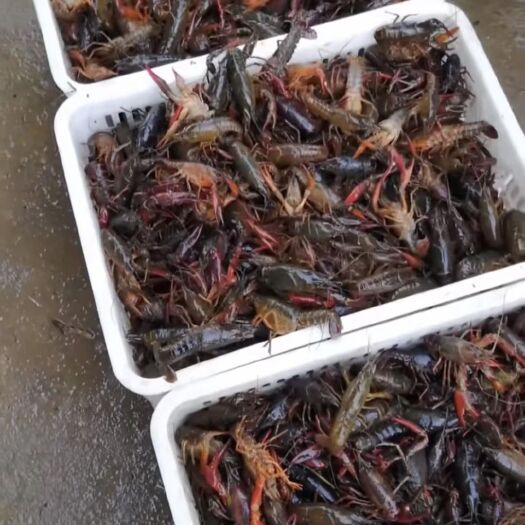 洪湖市潜江小龙虾 中青 中青 中青硬规格4.2