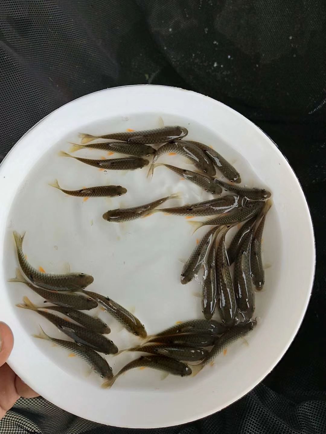 光倒刺鲃魚苗 石娟，河娟，青竹鯇