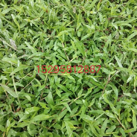宾阳县大叶油草 诚信为本，信誉第一。