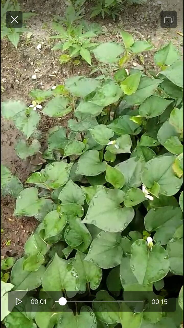鱼腥草根 现找现卖。新鲜货
