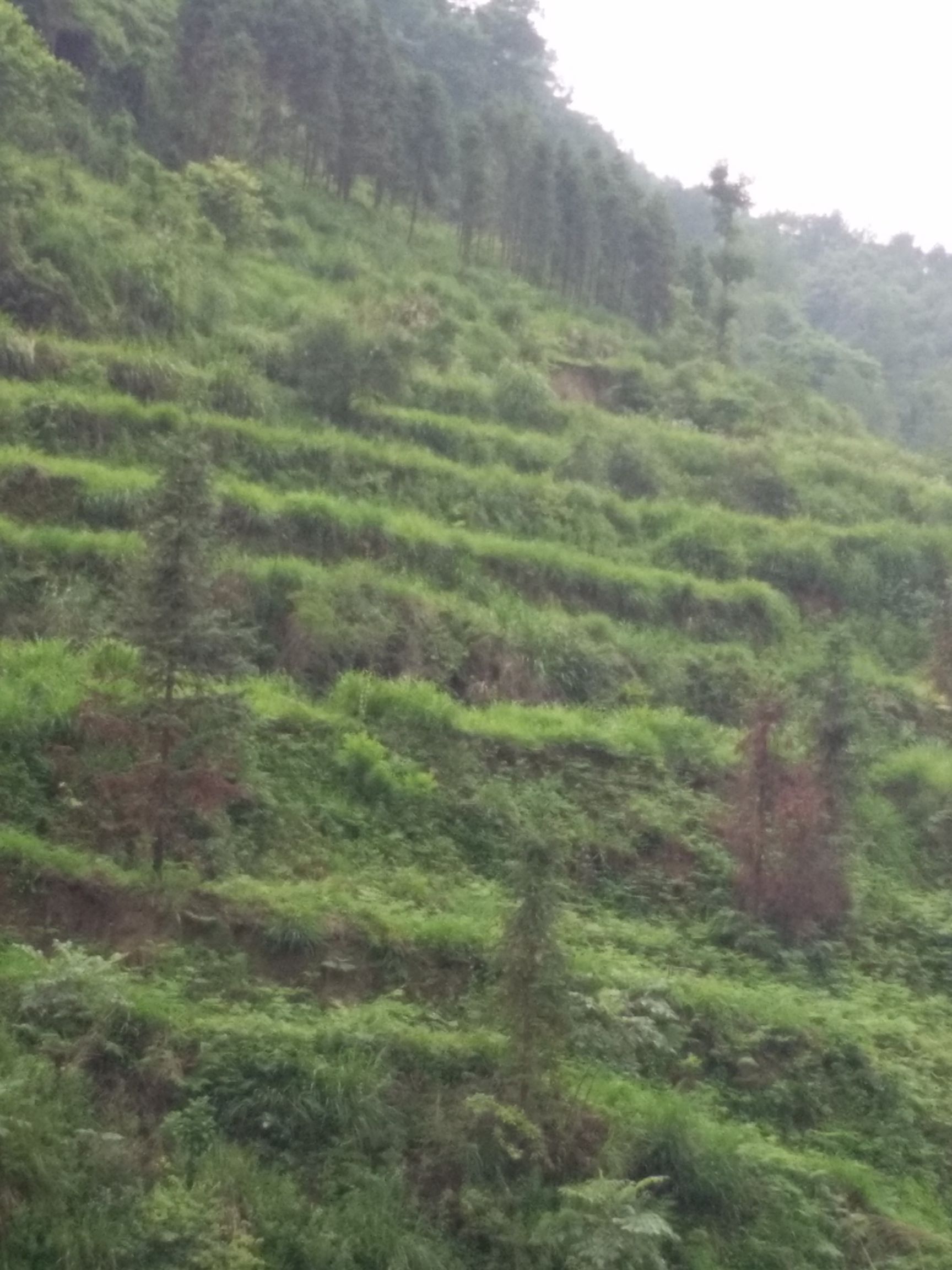 青钱柳叶 青钱柳茶