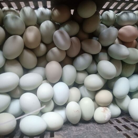绿壳鸡蛋 绿壳蛋小号批发，零售