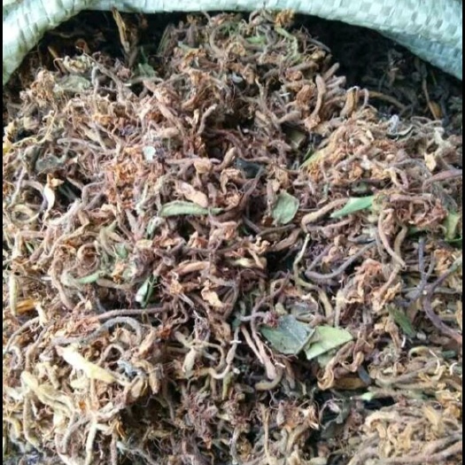  野生金银花