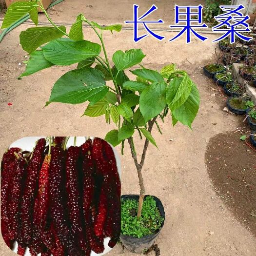 灵山县 长果桑树苗四季长果桑苗长果桑树苗嫁接长果桑果苗可盆栽