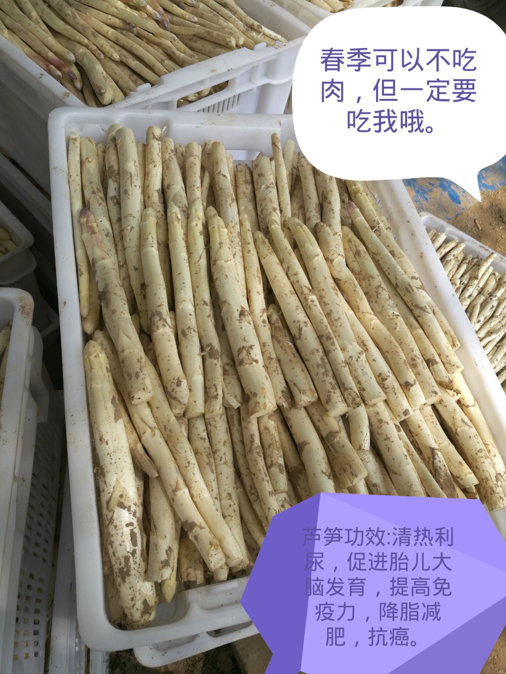 新鲜芦笋白芦笋龙须菜芦笋一级超市基地批发现摘现发一件代发