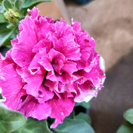 青州市垂钓牵牛 红，粉，花