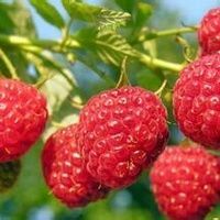 溧阳市 野生树莓