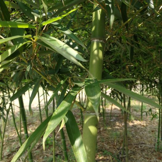 九江刚竹  精品别墅，小区，庭院等绿化竹苗出售，工艺成品竹子品种齐全