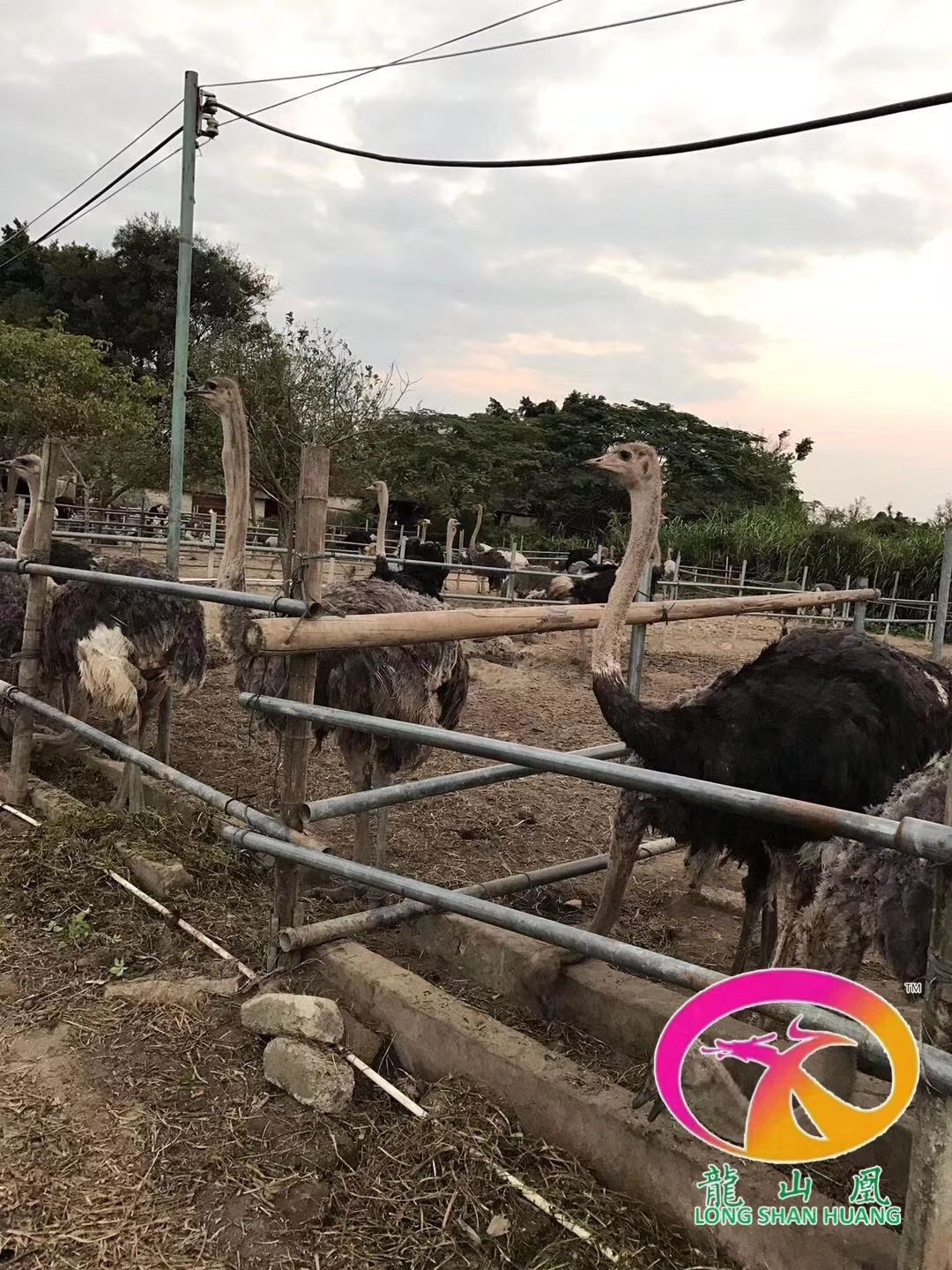 五黑鸡苗 大量供应各种珍禽苗，货源充足，品种多多，质量保证，欢迎咨询