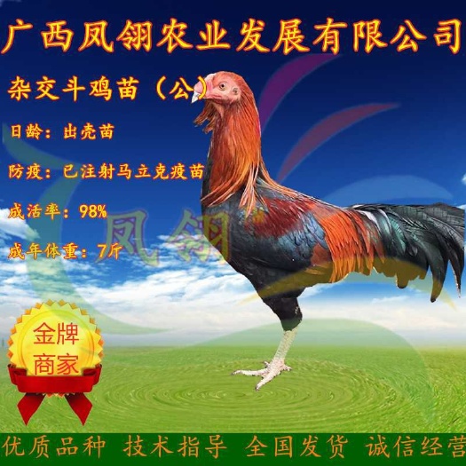 南宁 杂交头鸡苗