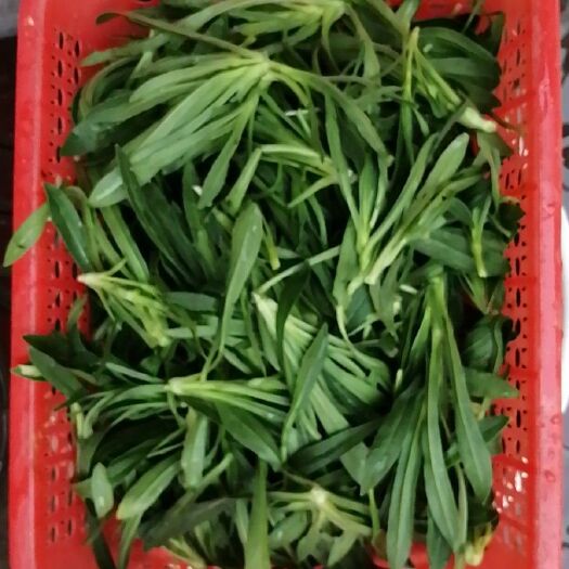 邯郸 面条菜
