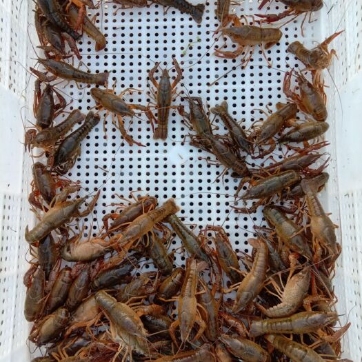 益阳 大量供应456789钱潜江小龙虾
