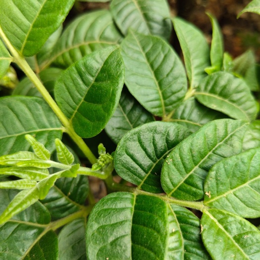 河池高产江西吴茱萸苗